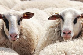 Merino vlna – příběh, který začíná u ovečky a pokračuje na vašich jehlicích