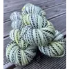 zebra sock dk twister 1.webp